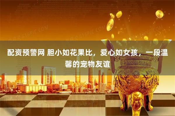 配资预警网 胆小如花果比，爱心如女孩，一段温馨的宠物友谊